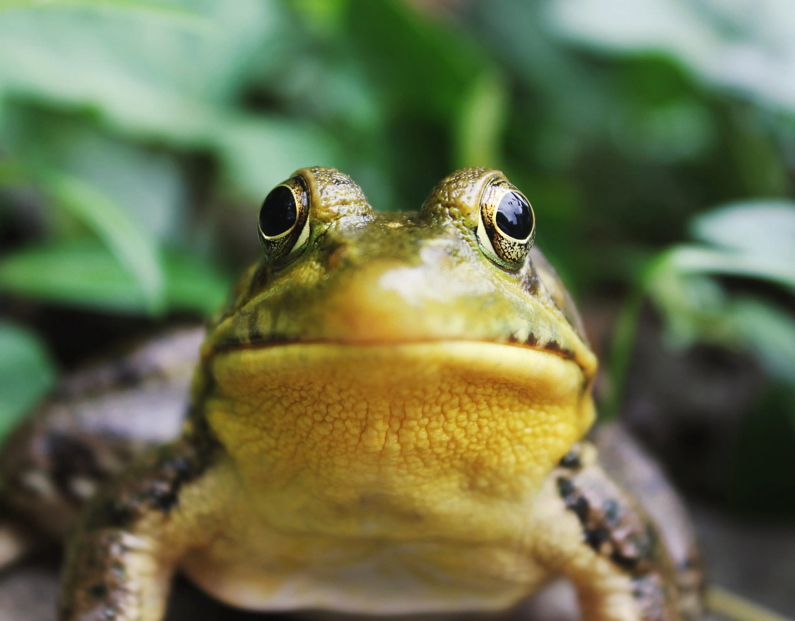 A frog's face